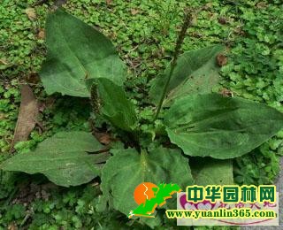 车前草的花语和传说