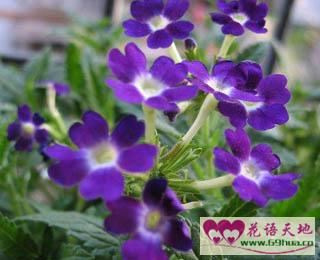 美人樱的花语和象征代表意义锦上添花