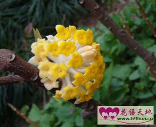 打结花的花语喜结连枝