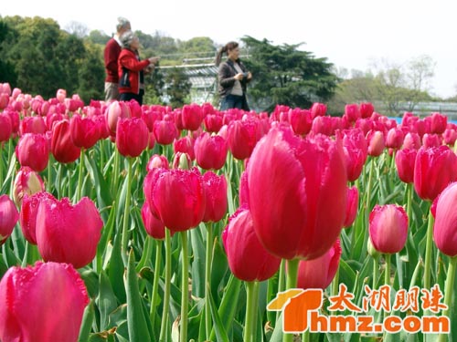 梅园郁金香盛开 芬芳迷人等你来图