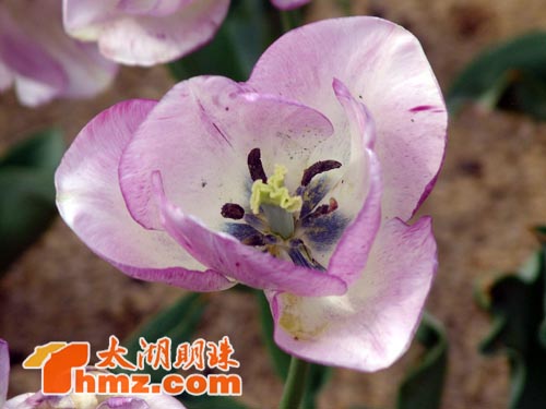 梅园郁金香盛开 芬芳迷人等你来图