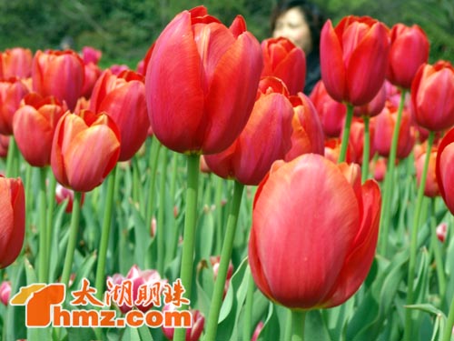 梅园郁金香盛开 芬芳迷人等你来图