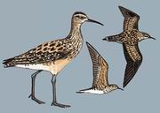 С Little Curlew