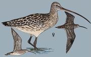  Far Eastern Curlew