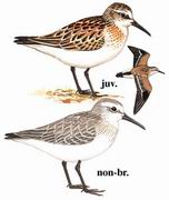  Western Sandpiper