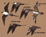 βŸ Long-tailed Jaeger