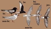 ׳ḡŸ White-winged Tern