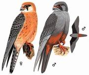  Red-footed Falcon