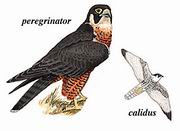  Peregrine Falcon