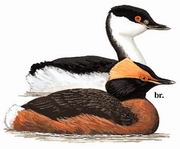  Horned Grebe