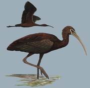 q Glossy Ibis