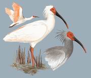 q Crested Ibis