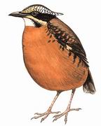 ˫ɫ Eared Pitta