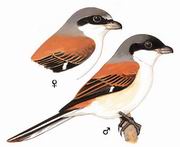  Burmese Shrike