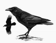 ѻ Common Raven