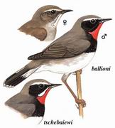 ظ White-tailed Rubythroat