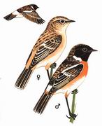 ںʯS Common Stonechat