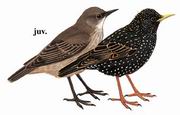 ϳ Common Starling