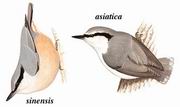 ͨ Eurasion Nuthatch