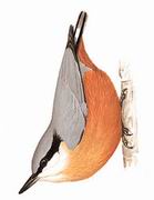 β White-tailed Nuthatch