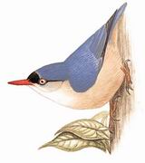 ޶ Velvet-fronted Nuthatch