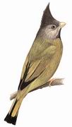 ͷȸ Crested Finchbill