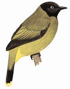 ͷ Black-headed Bulbul