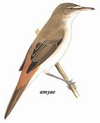 έݺ Clamorous Reed-Warbler
