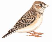 ޶ֺ Asian Short-toed Lark