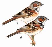 c Chestnut-eared Bunting