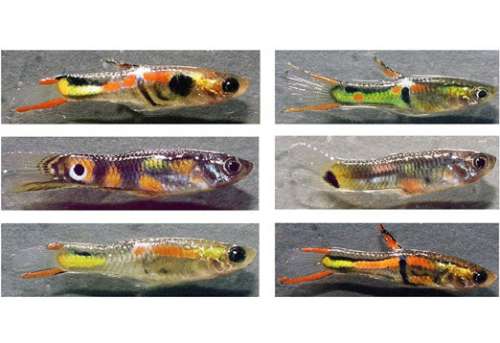 虹鳉求爱战术要性还是生命 这是个问题图