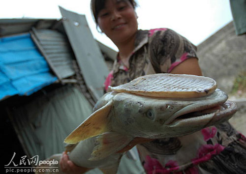 怪鱼通体白色无鳞片 头上长手掌大小吸盘图