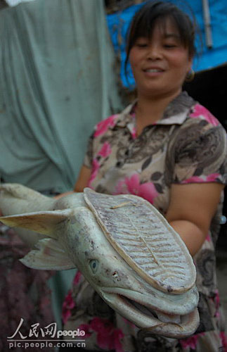 怪鱼通体白色无鳞片 头上长手掌大小吸盘图