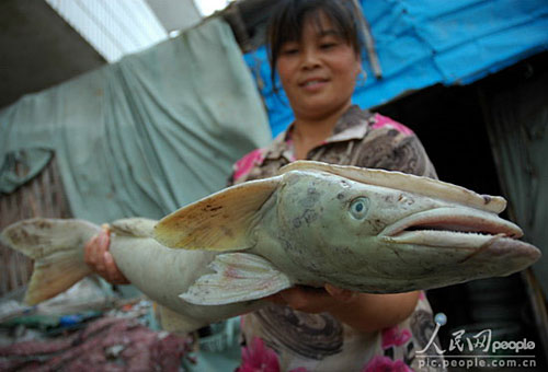 怪鱼通体白色无鳞片 头上长手掌大小吸盘图