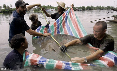 图文美国生物学家捕获世界最大淡水鱼类