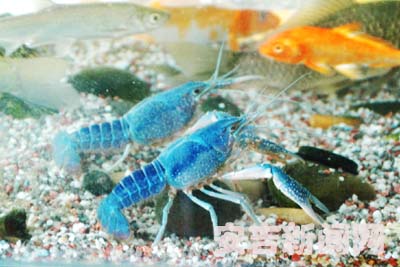 全身蓝色的龙虾成为宠物图