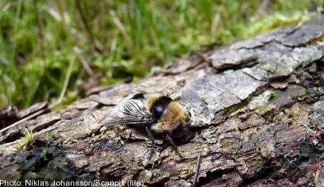 Swedish insect shoots larvae into victims eyes