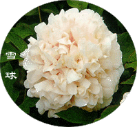 ѩ  Xueqiu