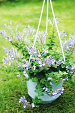 夏日花市里三种瓜果类新面孔