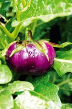 夏日花市里三种瓜果类新面孔