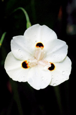 夏日花市里三种瓜果类新面孔