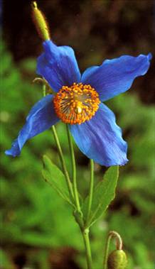 彩云之南八大名花---绿绒蒿