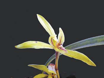 彩云之南八大名花---兰花