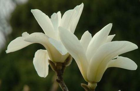 彩云之南八大名花---玉兰