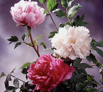 彩云之南八大名花---山茶