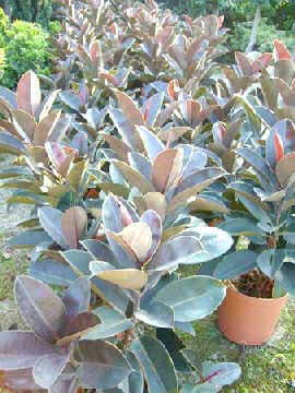 室内植物你适合放那一种? 图