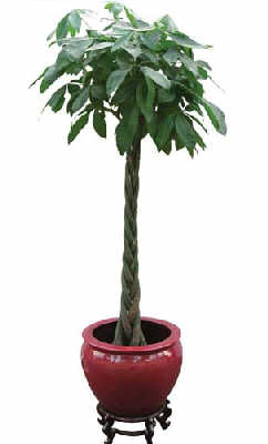 室内植物你适合放那一种? 图