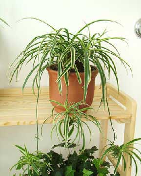 室内植物你适合放那一种? 图