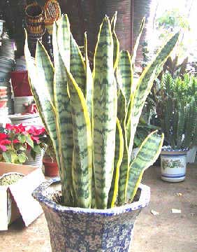 室内植物你适合放那一种? 图