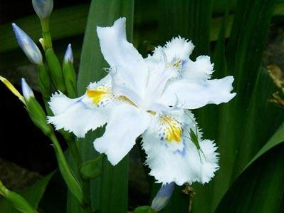 必看花卉绿植哪些适合家养?